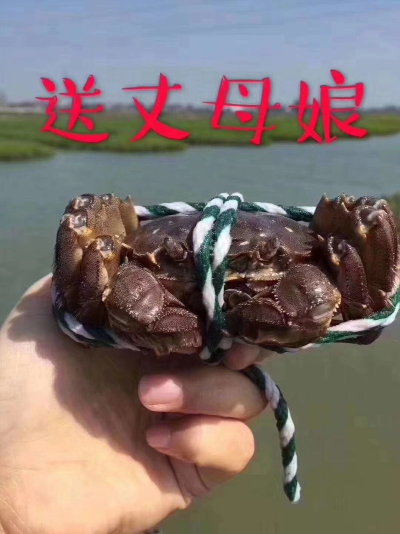徽湖螃蟹合作社