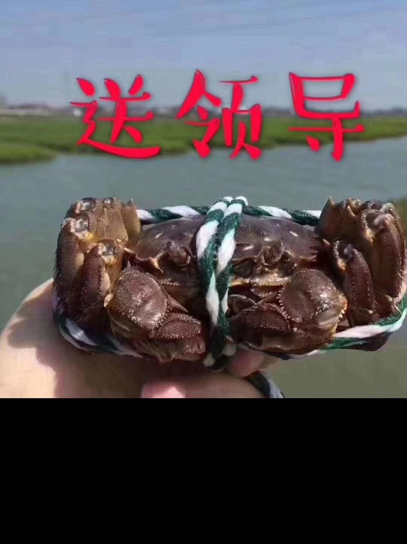 徽湖螃蟹合作社