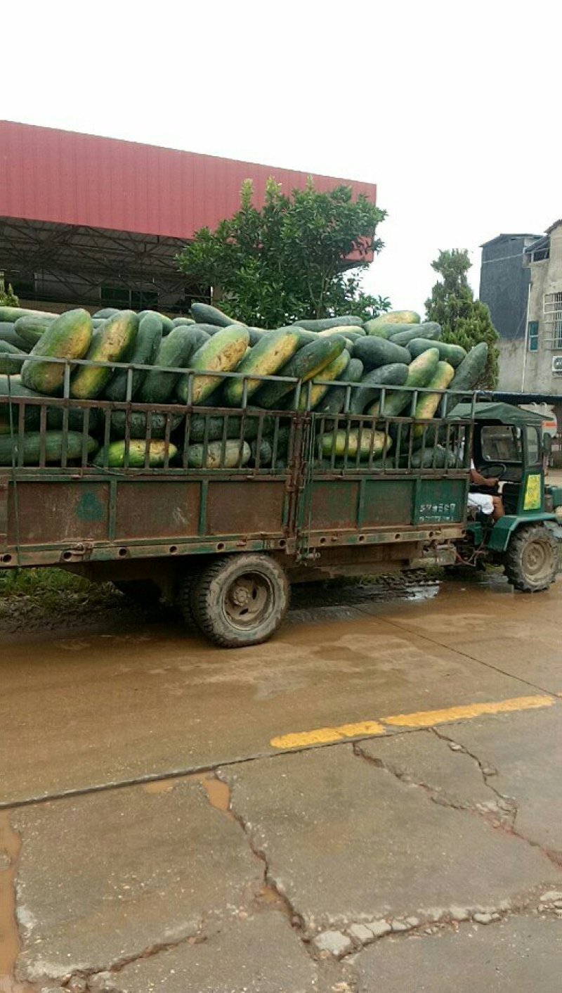 黑皮地冬瓜