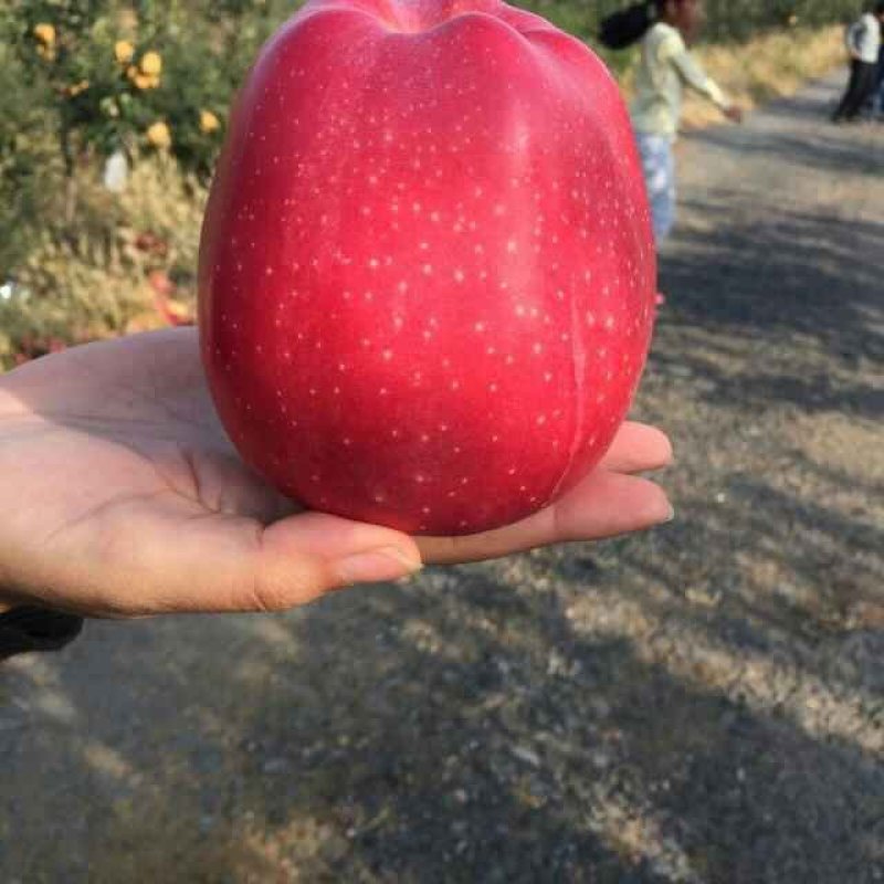 烟富8苹果树苗地径3cm苹果树苗基地**