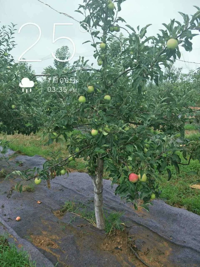 烟富8苹果树苗地径3cm苹果树苗基地**
