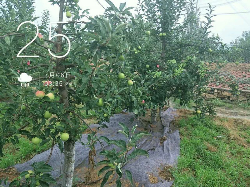 烟富8苹果树苗地径3cm苹果树苗基地**