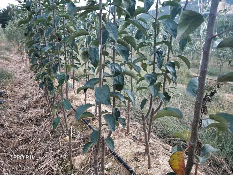烟富8苹果树苗地径3cm苹果树苗基地**