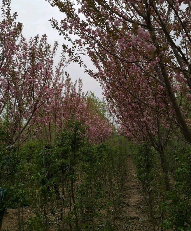 樱花树