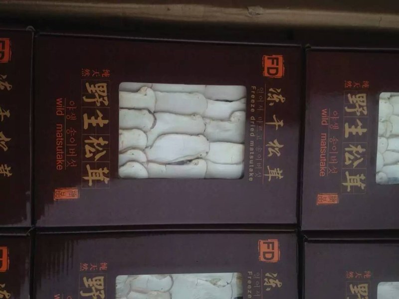 FD松茸