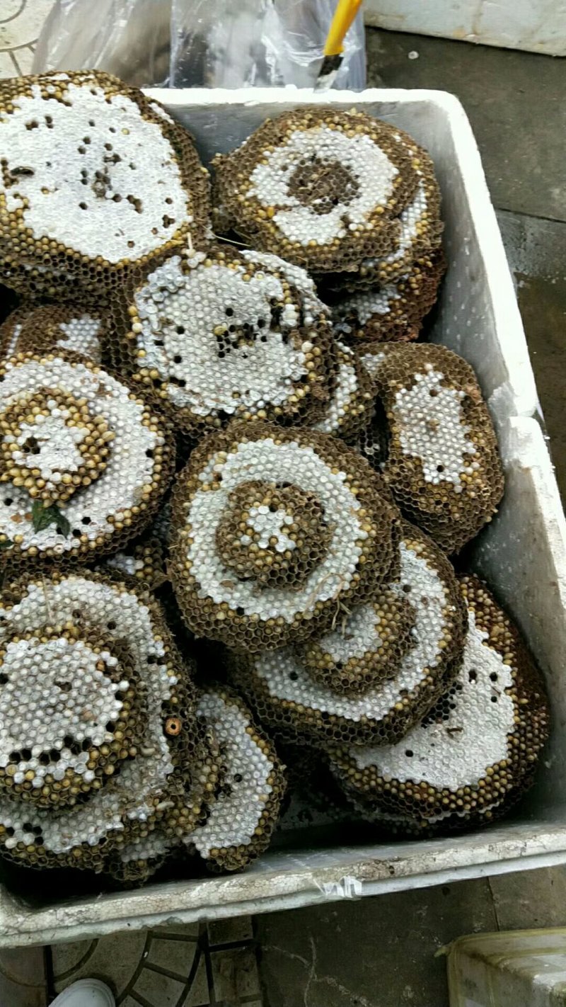 鲜货蜂