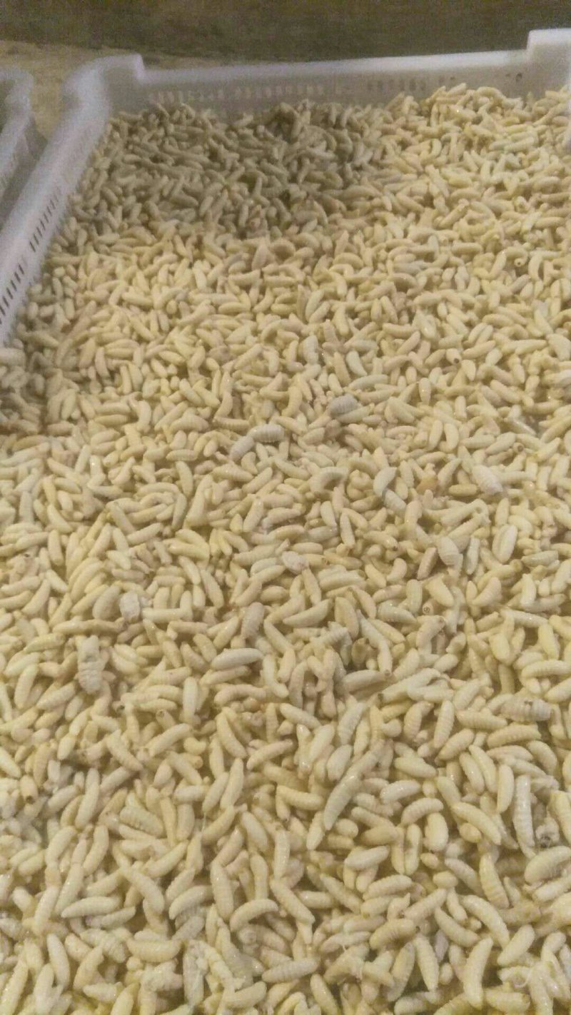 熟冻蜂1234级