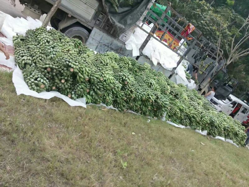 河内，宣光西贡蕉