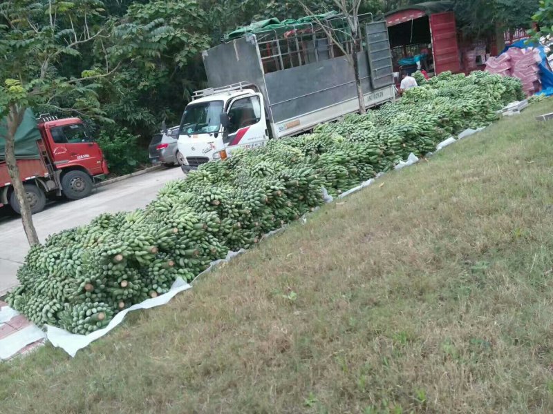 河内，宣光西贡蕉
