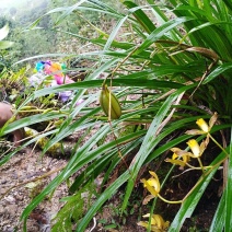 本人有大量野生山货，虎头兰，黄草，野生石斛，各种中草药价