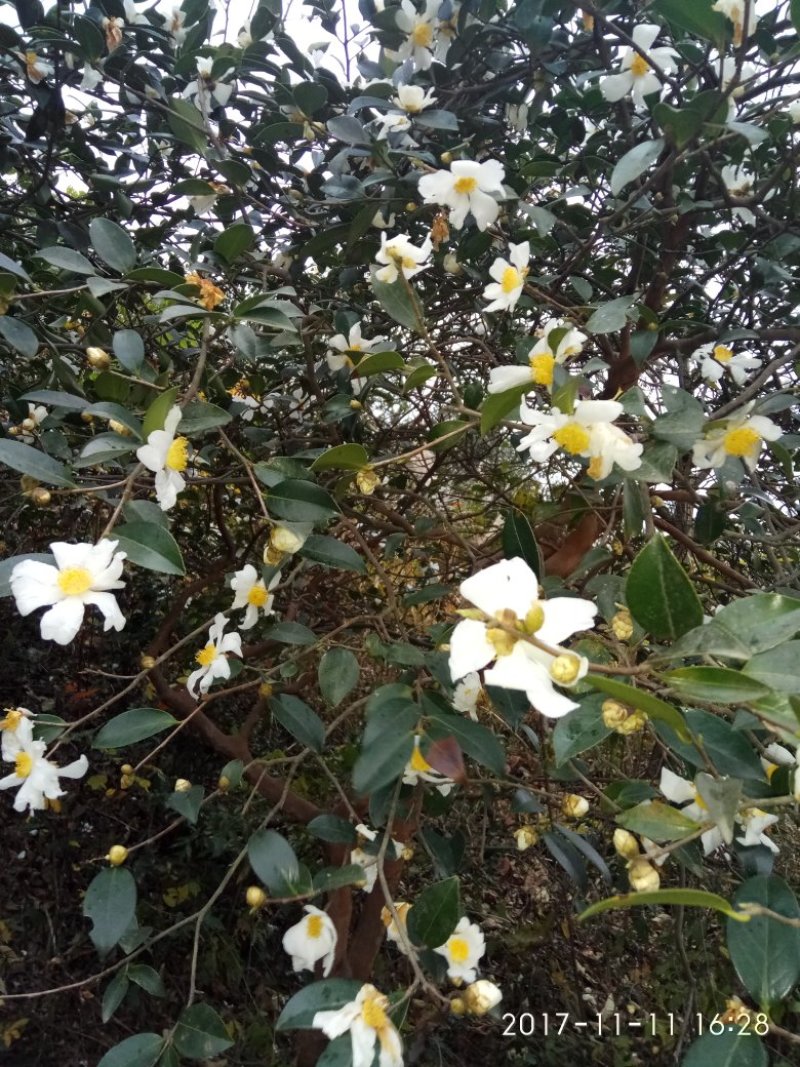 野生山茶籽