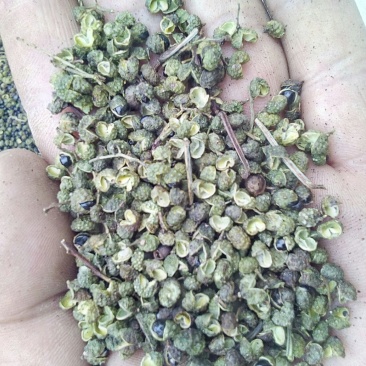 羊肚菌花椒
