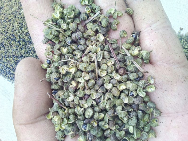 羊肚菌花椒