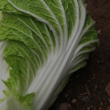 大自菜