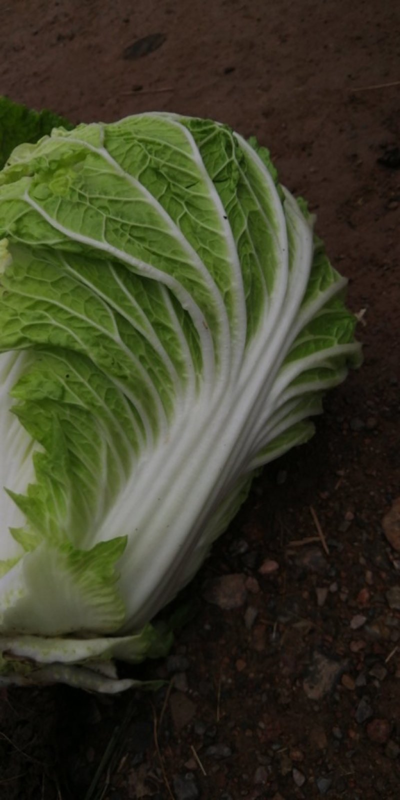 大自菜