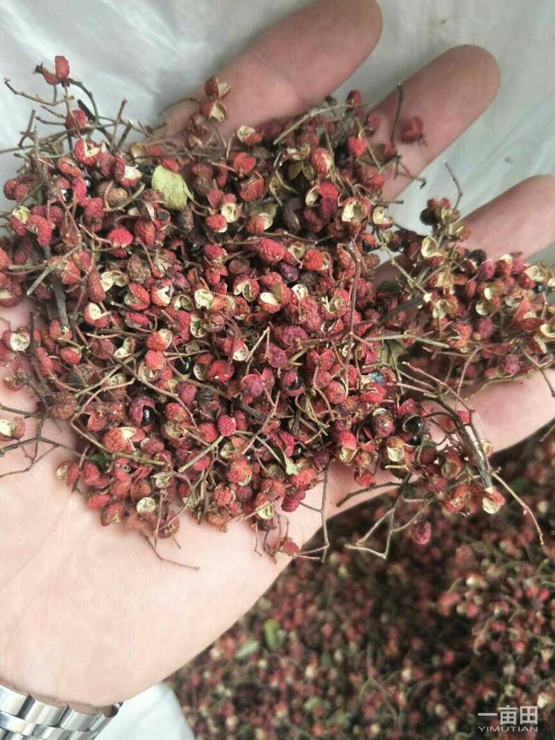 红皮花椒
