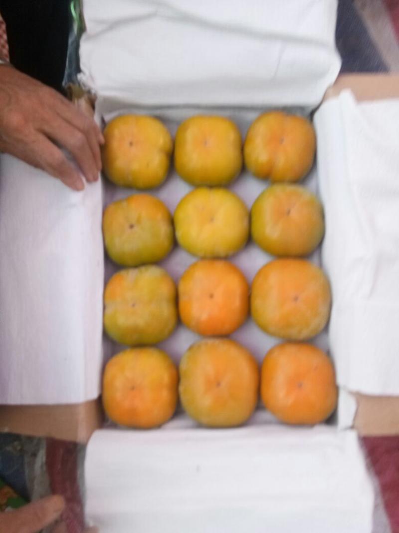精品货出售脆柿子脆甜多汁可口半个月上市现在上市了