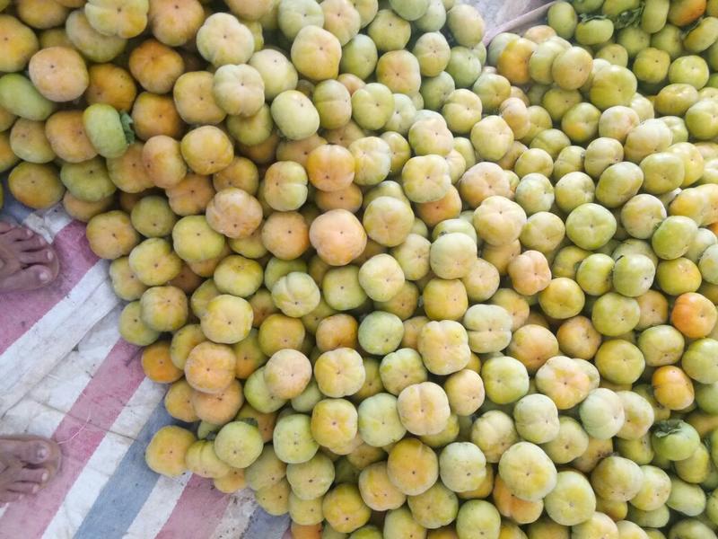 精品货出售脆柿子脆甜多汁可口半个月上市现在上市了