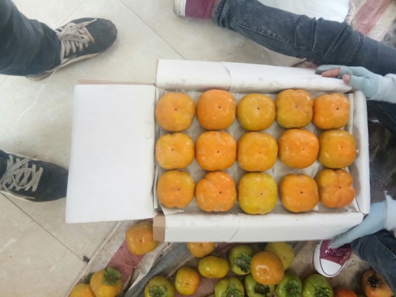 精品货出售脆柿子脆甜多汁可口半个月上市现在上市了