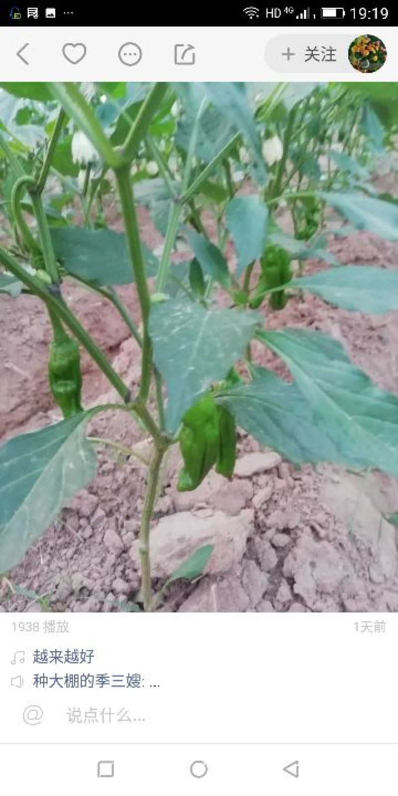 薄皮辣椒/线椒/螺丝椒/
