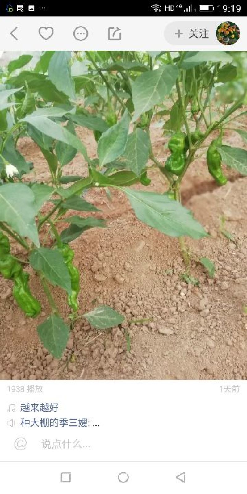 薄皮辣椒/线椒/螺丝椒/