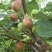 无花果树，三年盛果树。