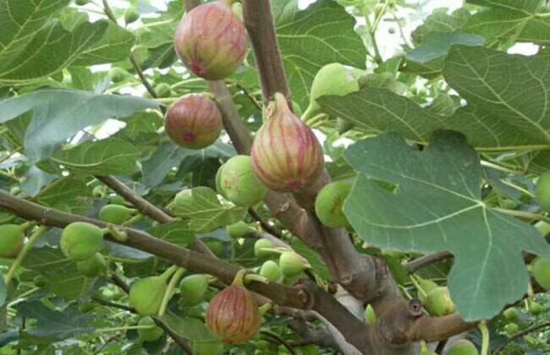 无花果树，三年盛果树。