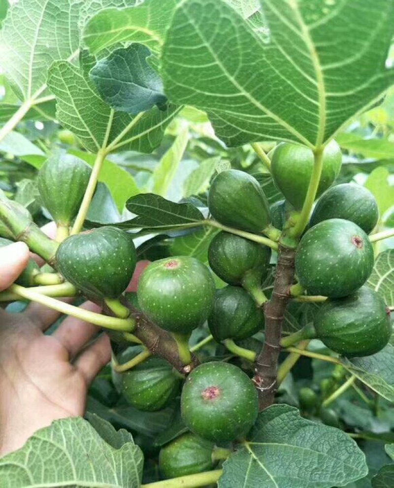 无花果树，三年盛果树。