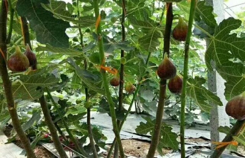 无花果树，三年盛果树。