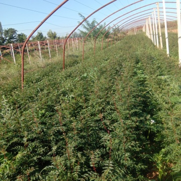 优质椒苗品种大红袍狮子头，长势良好