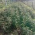优质椒苗品种大红袍狮子头，长势良好
