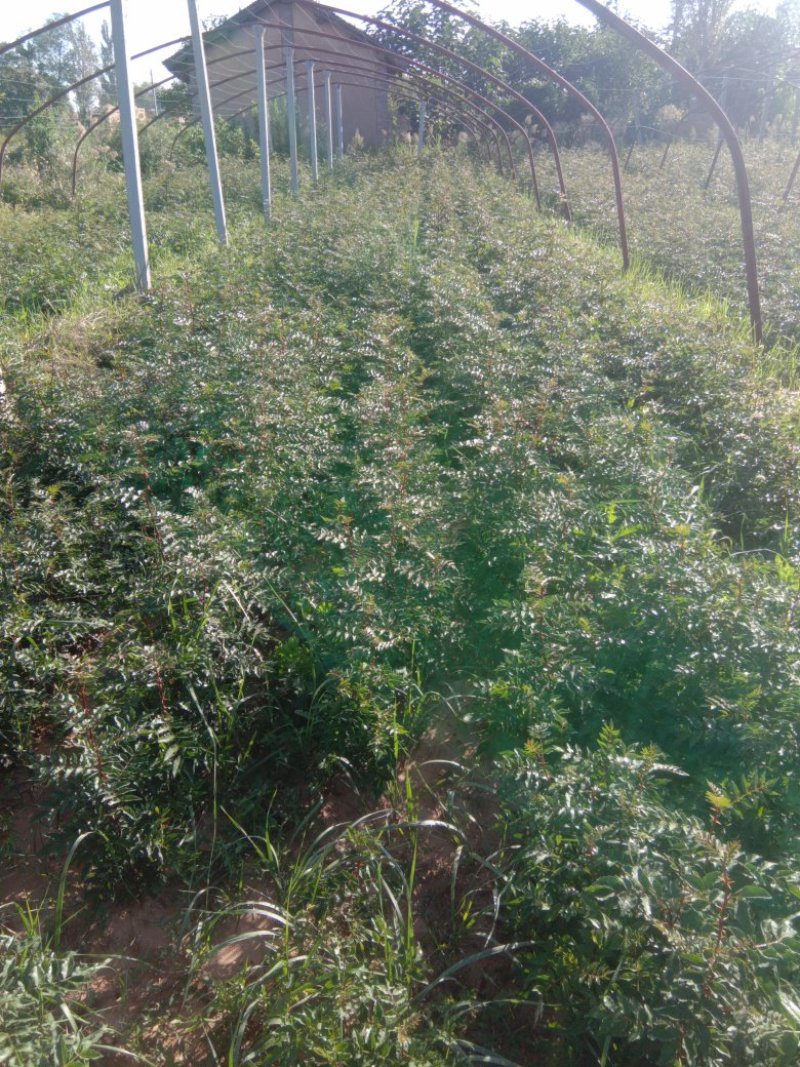 优质椒苗品种大红袍狮子头，长势良好