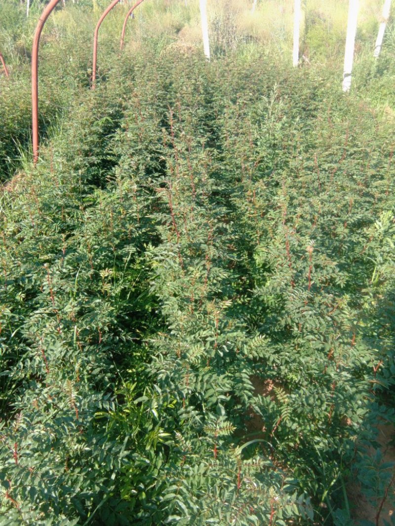 优质椒苗品种大红袍狮子头，长势良好
