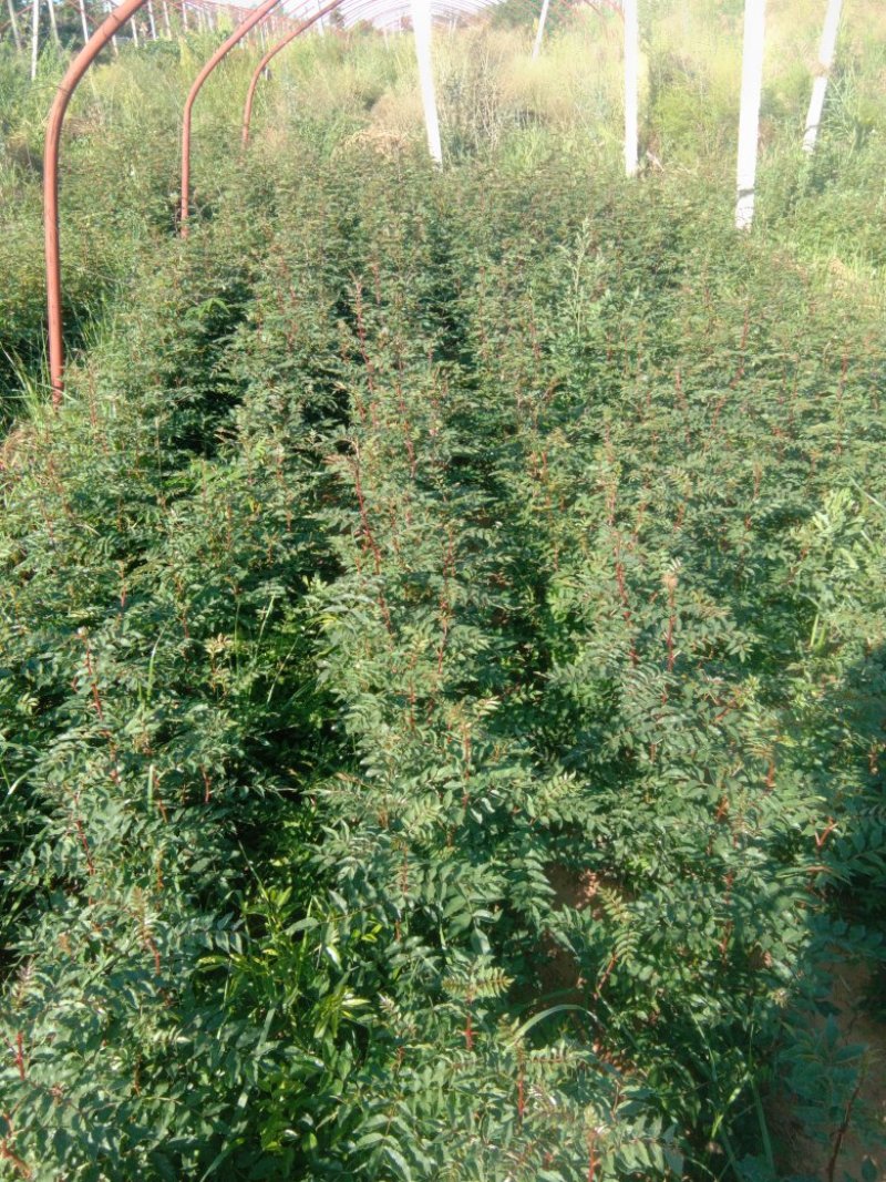 优质椒苗品种大红袍狮子头，长势良好