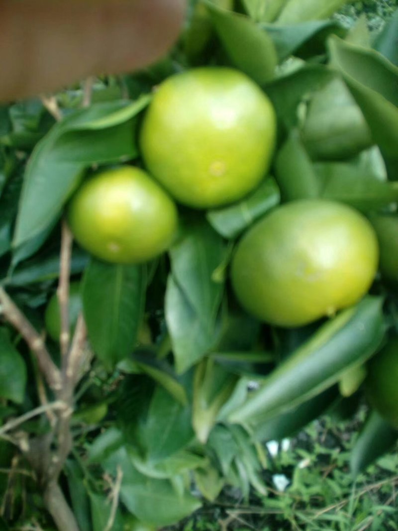 雁江蜜橘