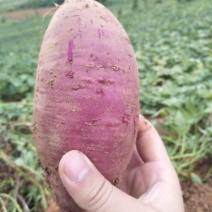 精选紫罗兰紫薯现货量大香甜粉糯无筋无丝产地直发承接电商等
