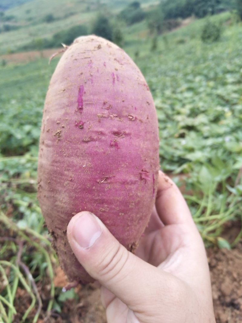 精选紫罗兰紫薯现货量大香甜粉糯无筋无丝产地直发承接电商等