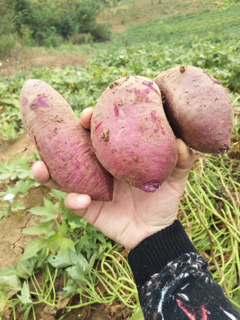 精选紫罗兰紫薯现货量大香甜粉糯无筋无丝产地直发承接电商等