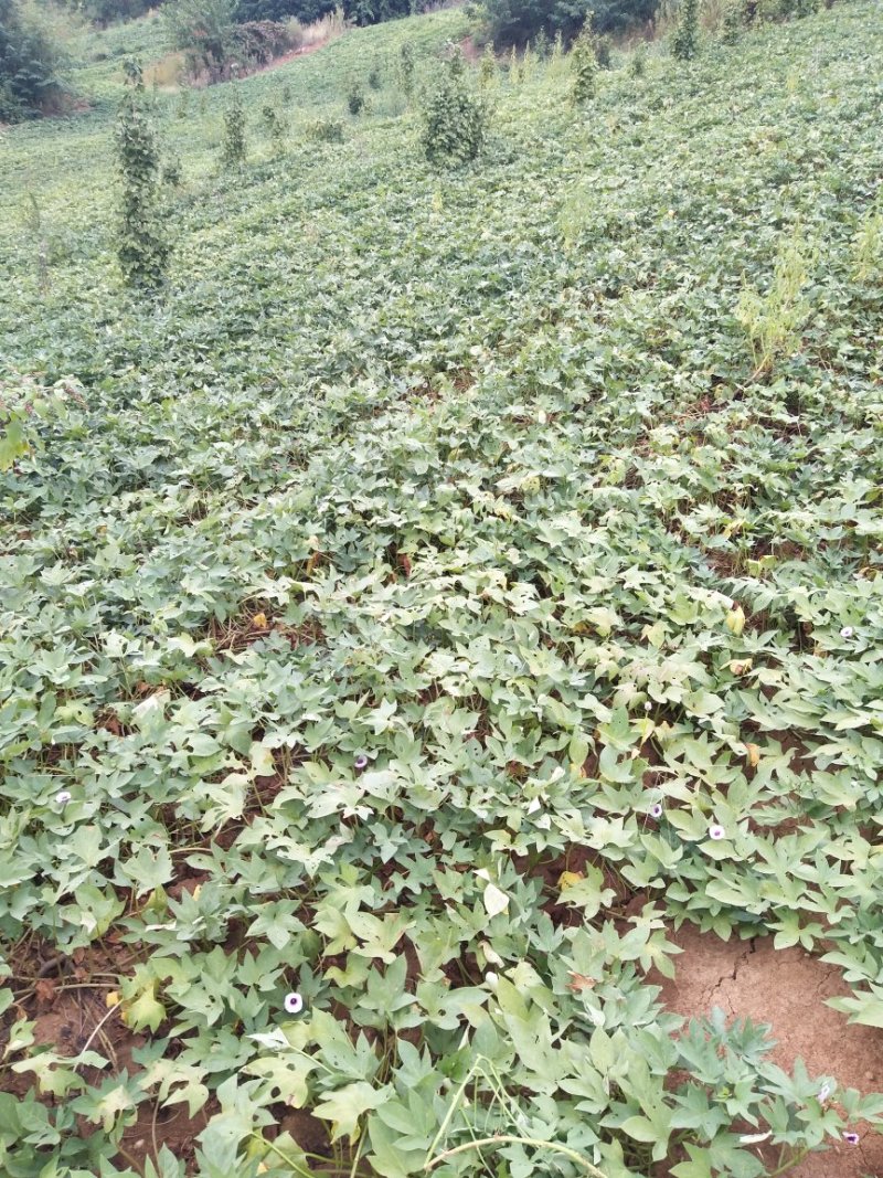 精选紫罗兰紫薯现货量大香甜粉糯无筋无丝产地直发承接电商等