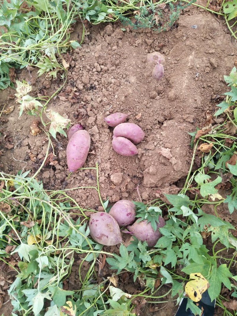 精选紫罗兰紫薯现货量大香甜粉糯无筋无丝产地直发承接电商等
