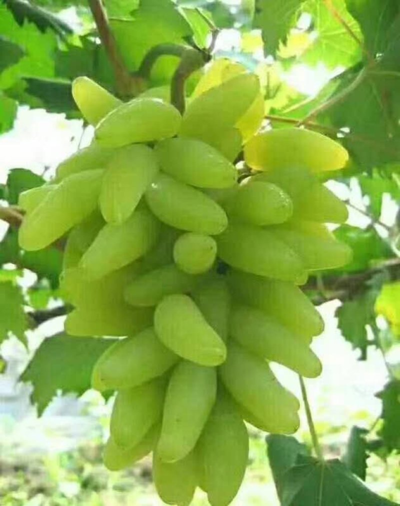 金手指，红宝石