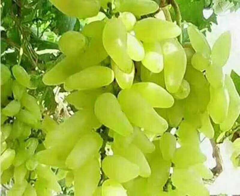 金手指，红宝石