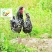贵妃鸡苗