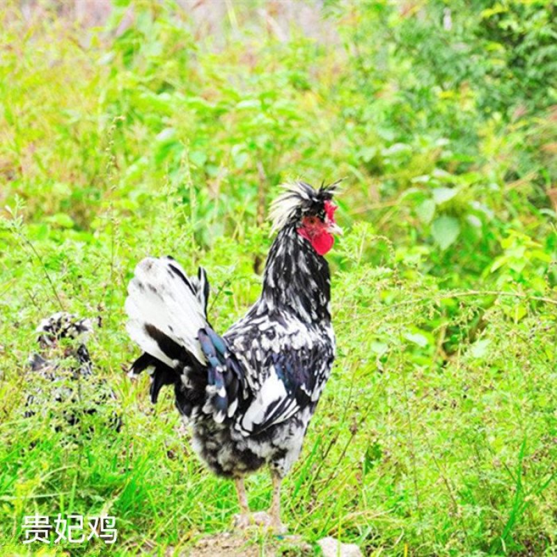 贵妃鸡苗