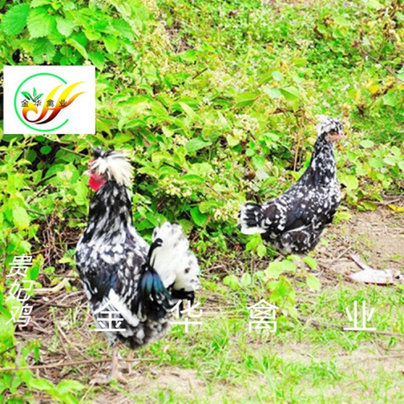 贵妃鸡苗