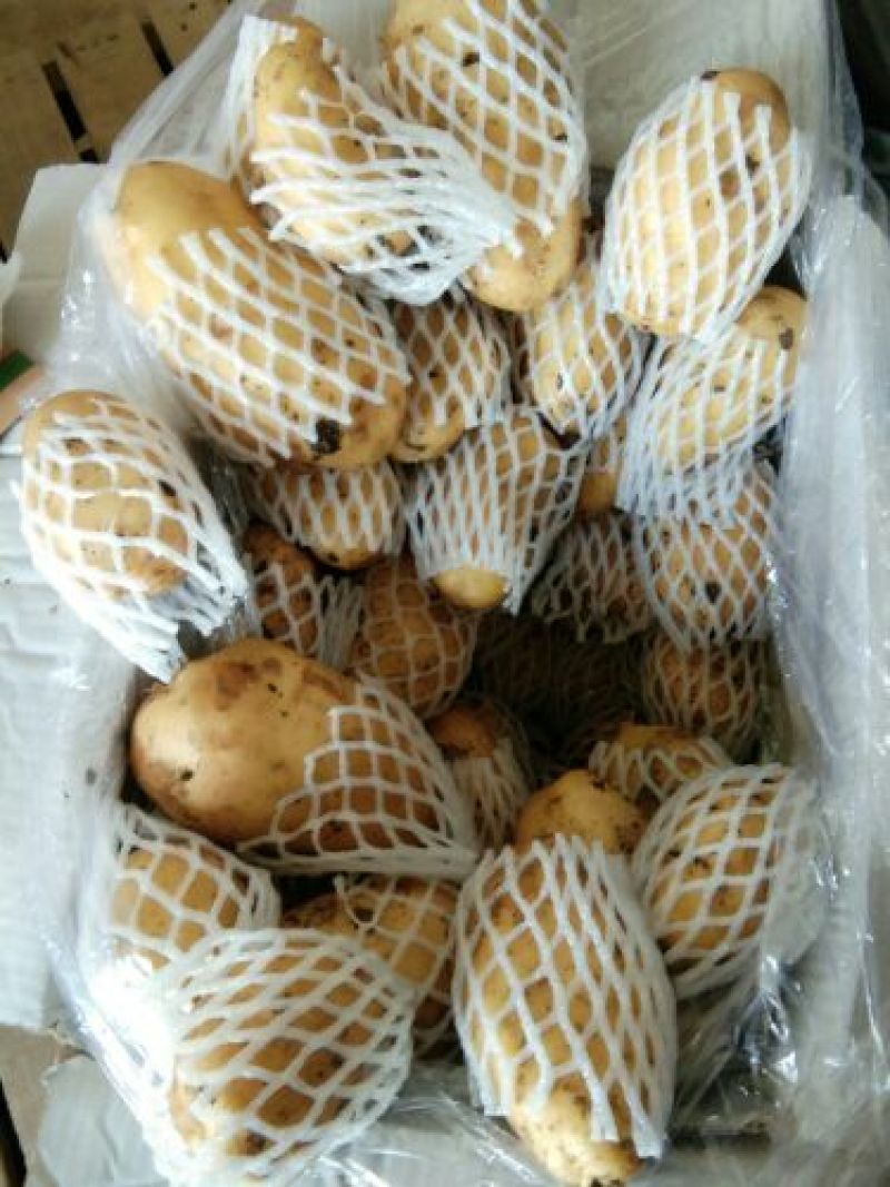 山东精品荷兰十五，基地直采直销，货源稳定供货欢迎咨询