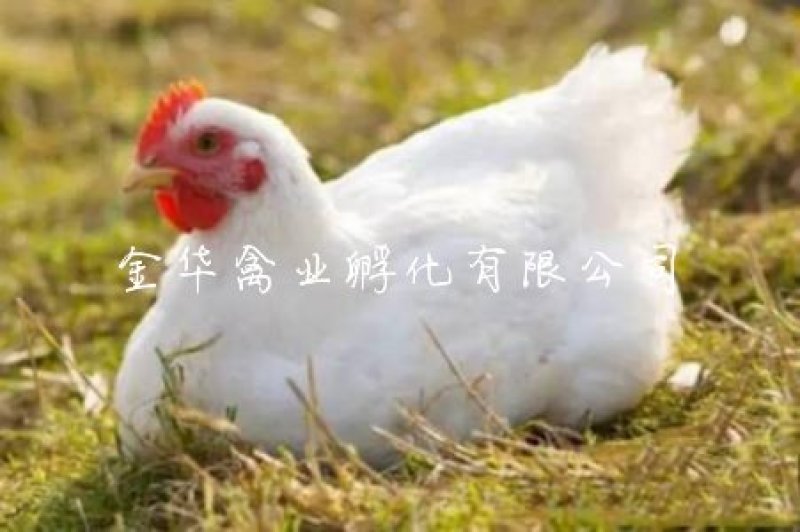 快大白羽鸡鸡苗