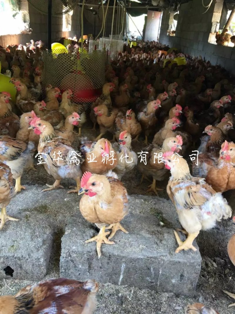 k9肉鸡苗
