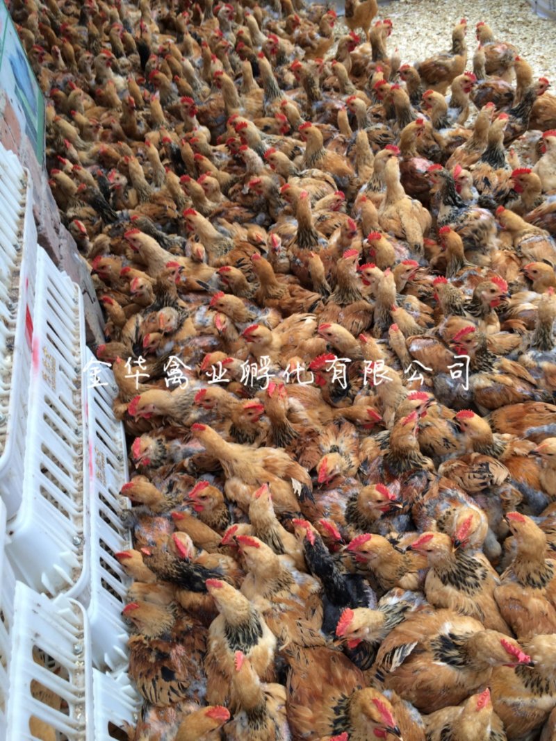 k9肉鸡苗
