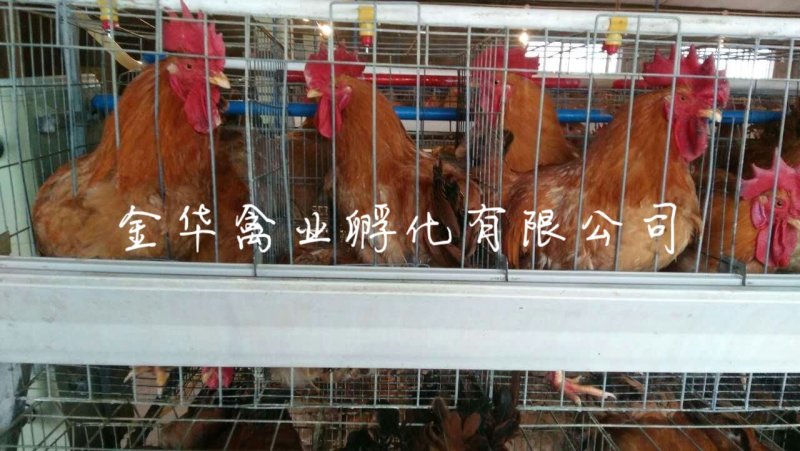 k9肉鸡苗